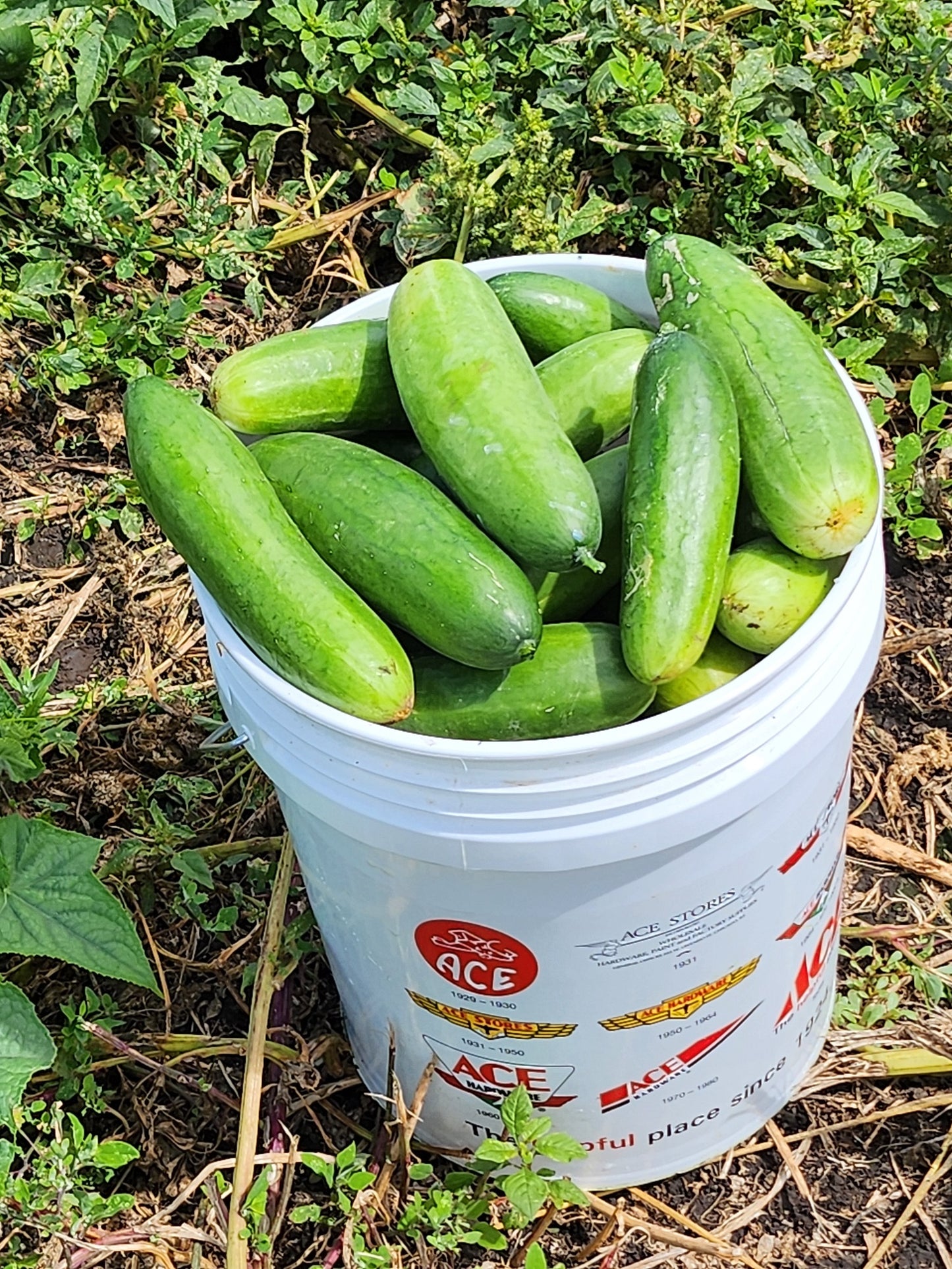Diva Cucumber seeds