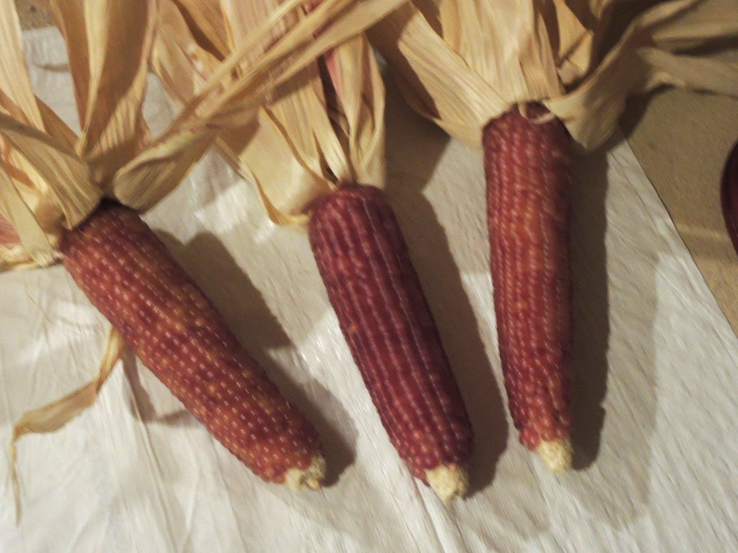 Early Pink Popcorn for seed