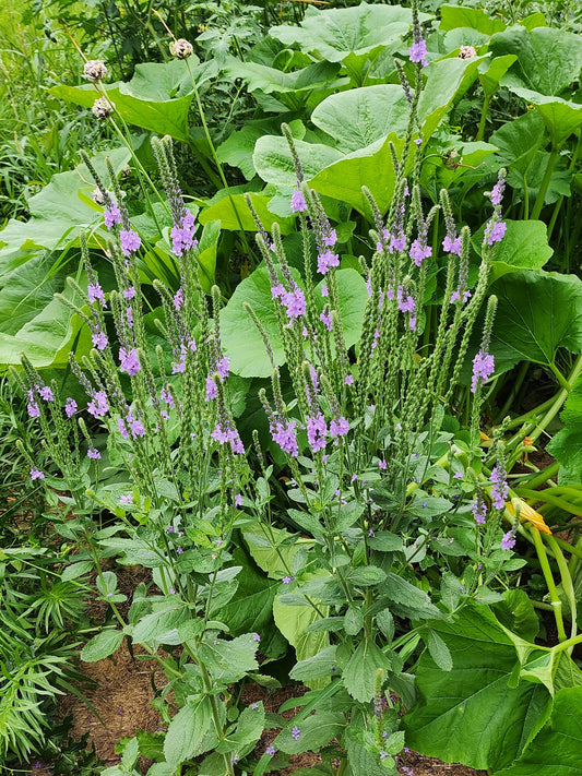 Hoary Vervain Wildflower seeds