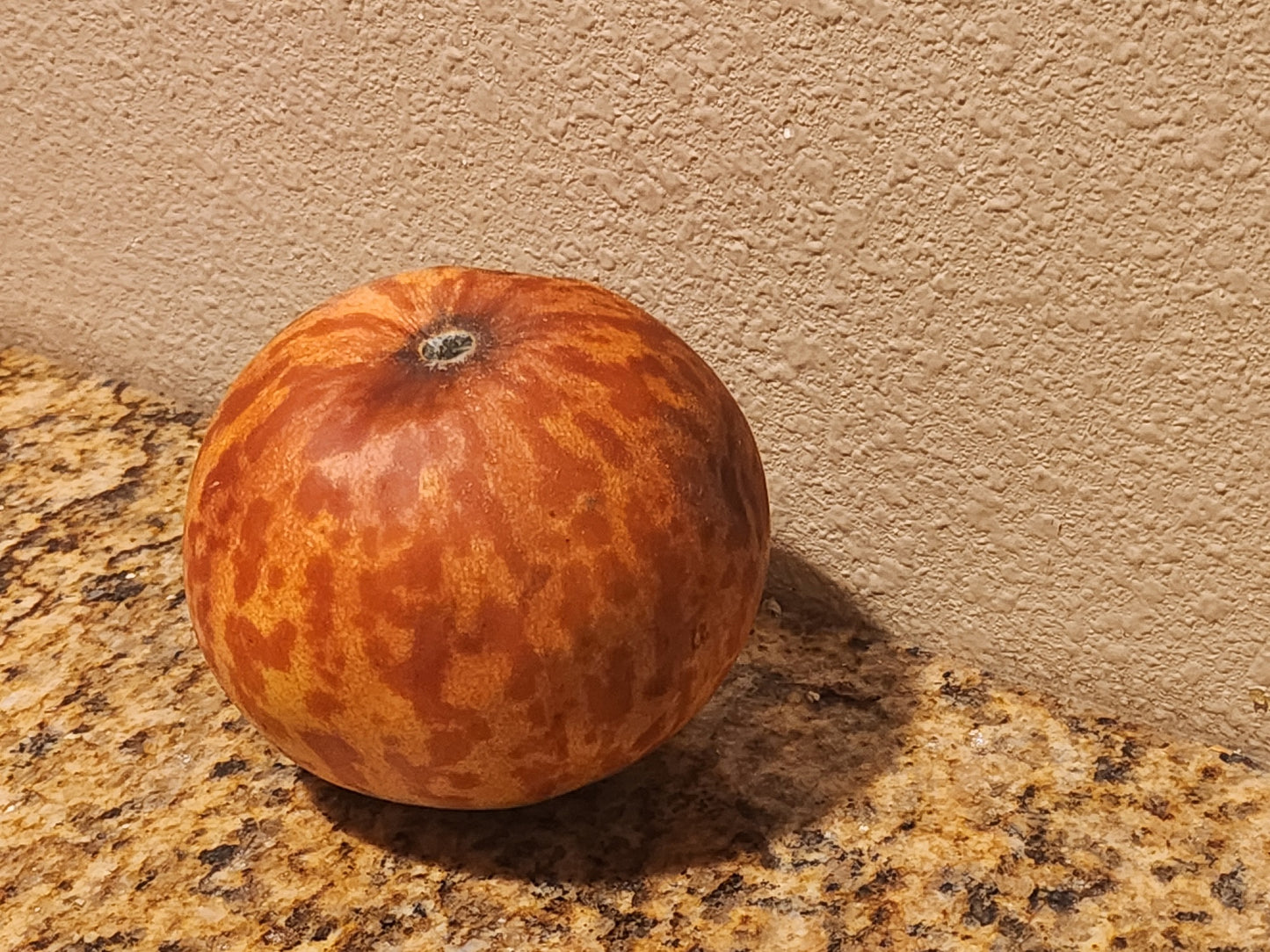 Tigger Melon seeds