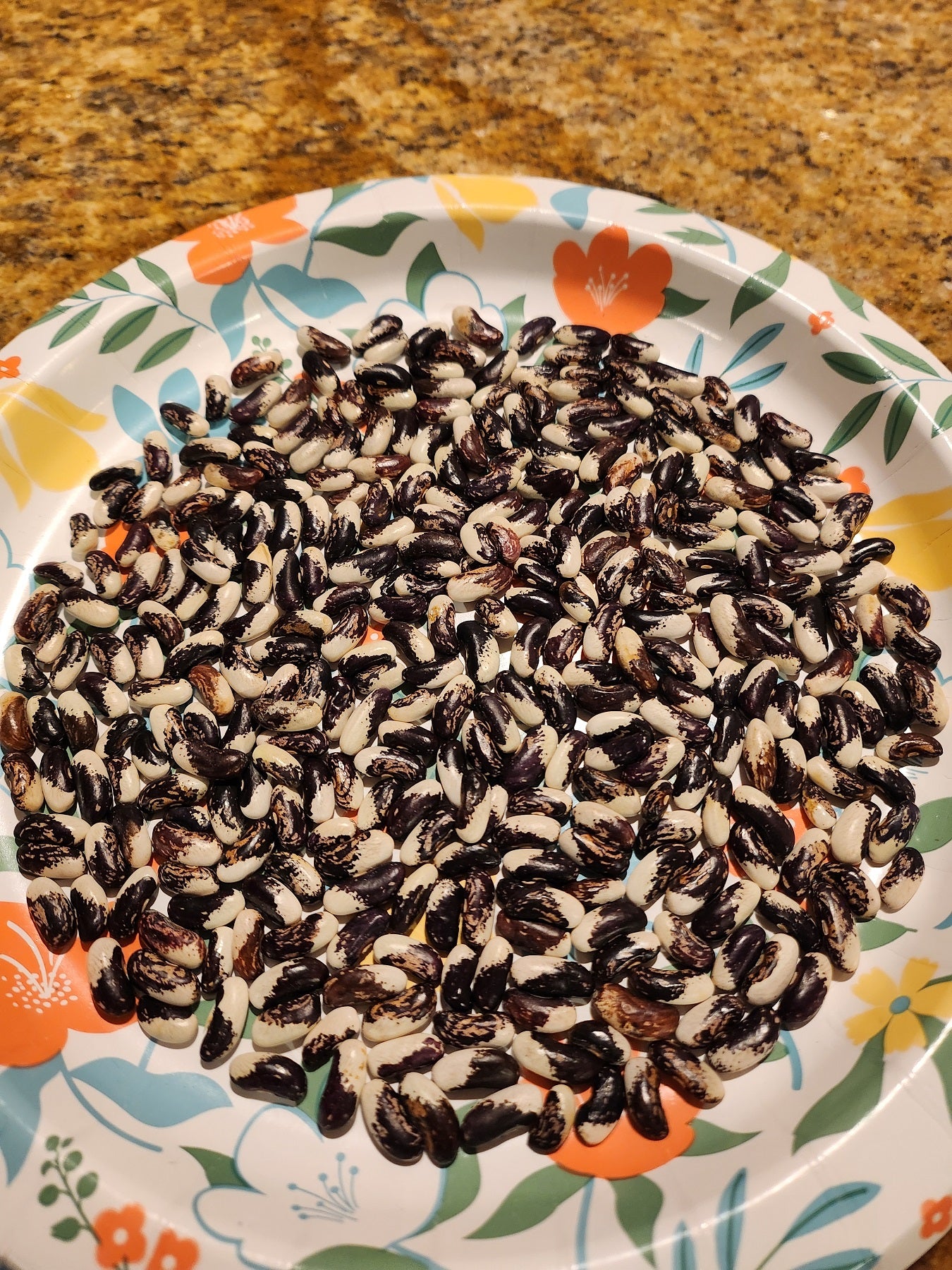 Appaloosa Bean seeds