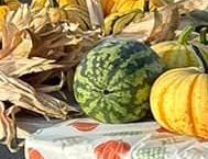 Georgia Rattlesnake Watermelon Seeds