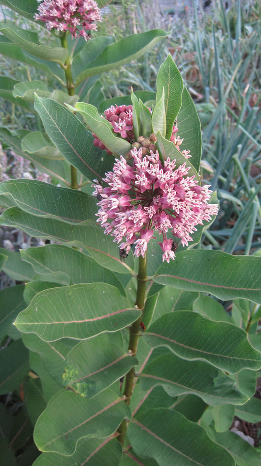 Wild Common Milkweed Seeds