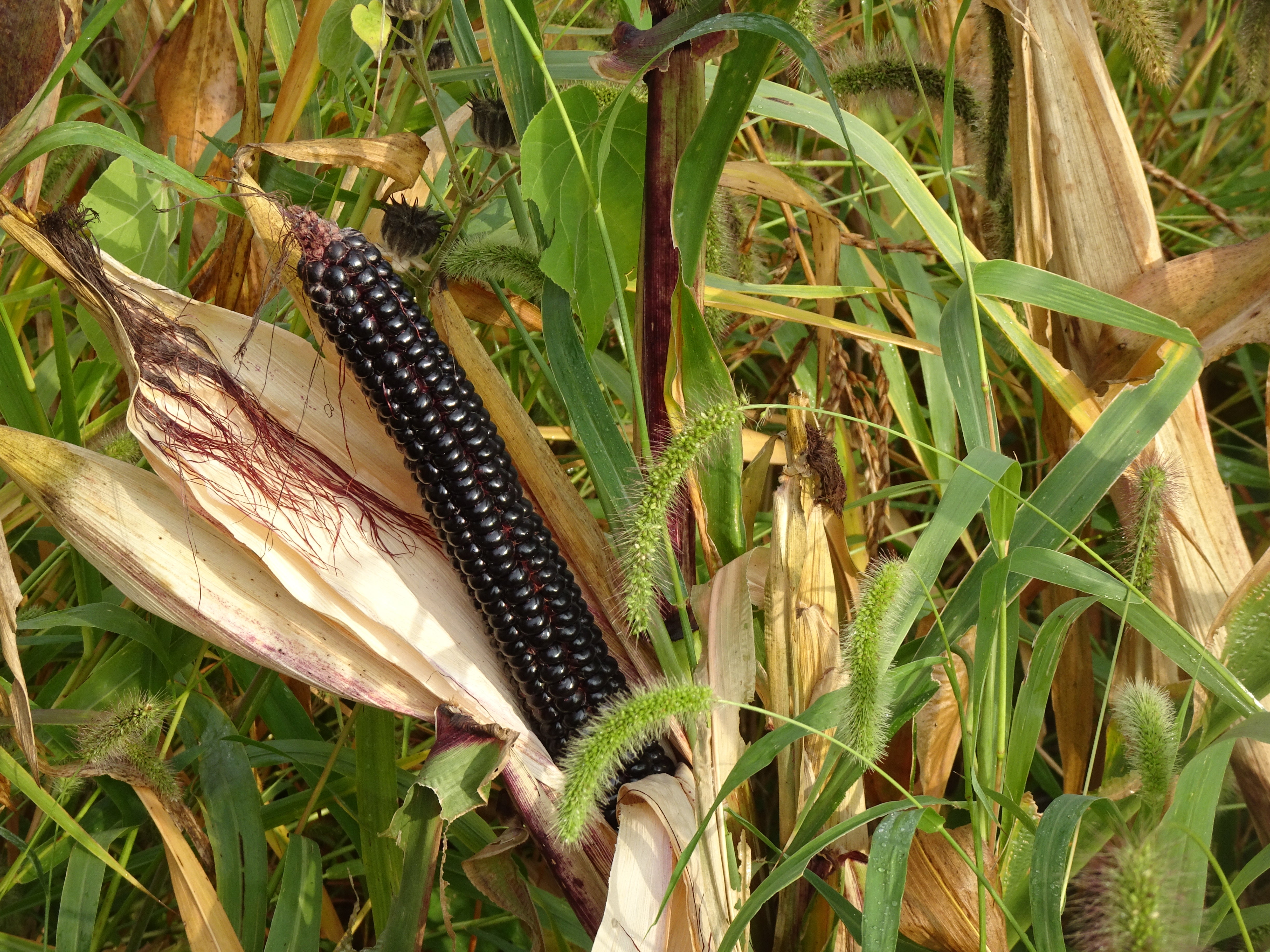 Corn Streaming Corn for Home Grinding, 2 1/2 Pounds, Montana Morado Maize corn ...