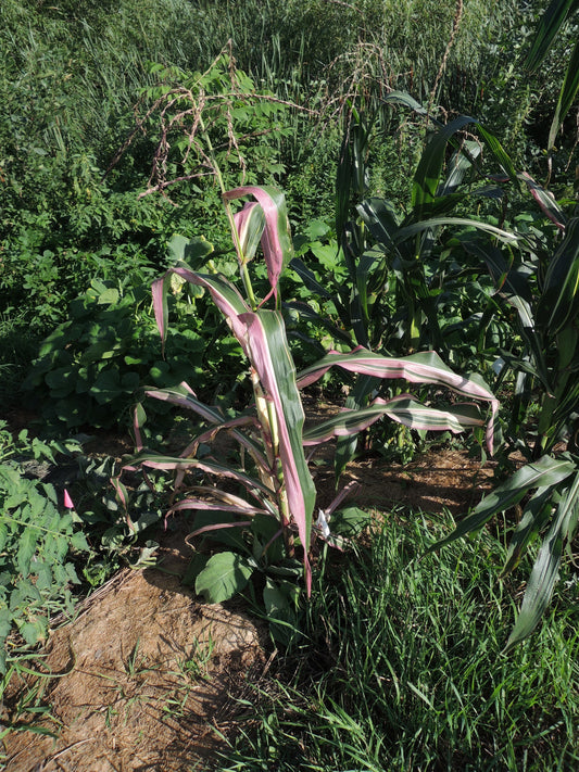 Japanese Striped Maize for Seed