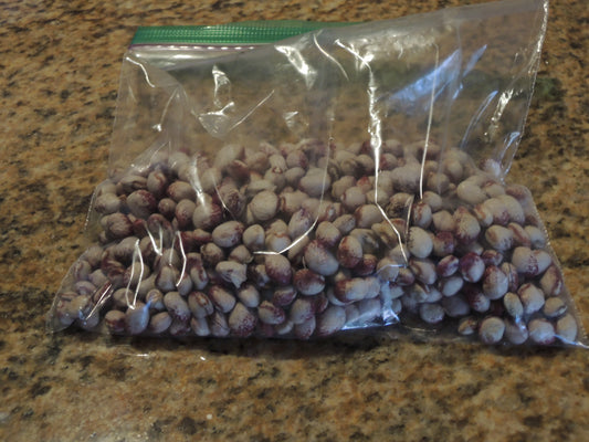 Amish Knuttle Bean Seeds