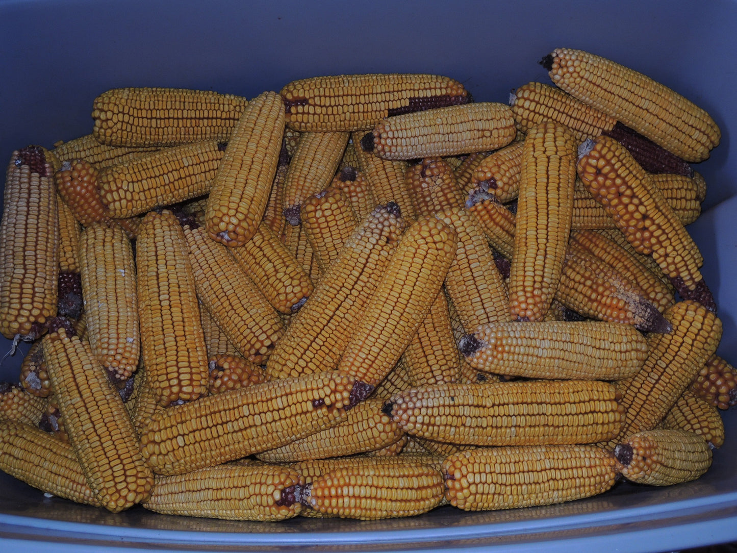 Corn for Home Grinding, 2 1/2 Pounds "Chemically Free" Yellow Field Corn