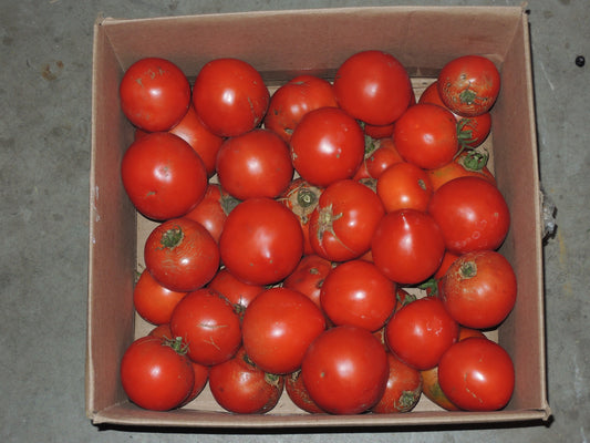 Celebrity Tomato Seeds