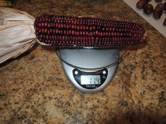 Bloody Butcher Corn for Seed