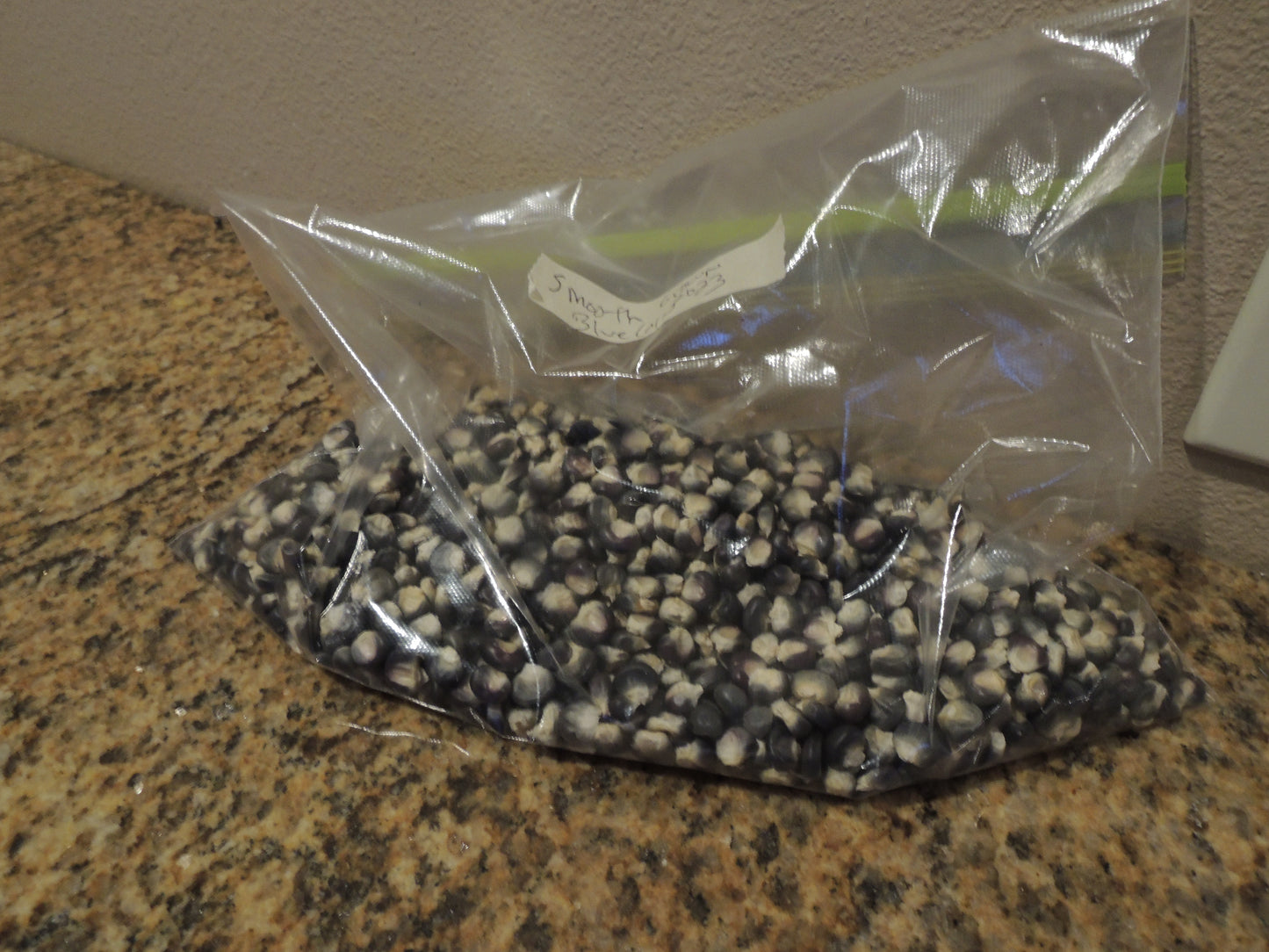 Smooth Blue Corn for Seed