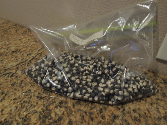 Smooth Blue Corn for Seed